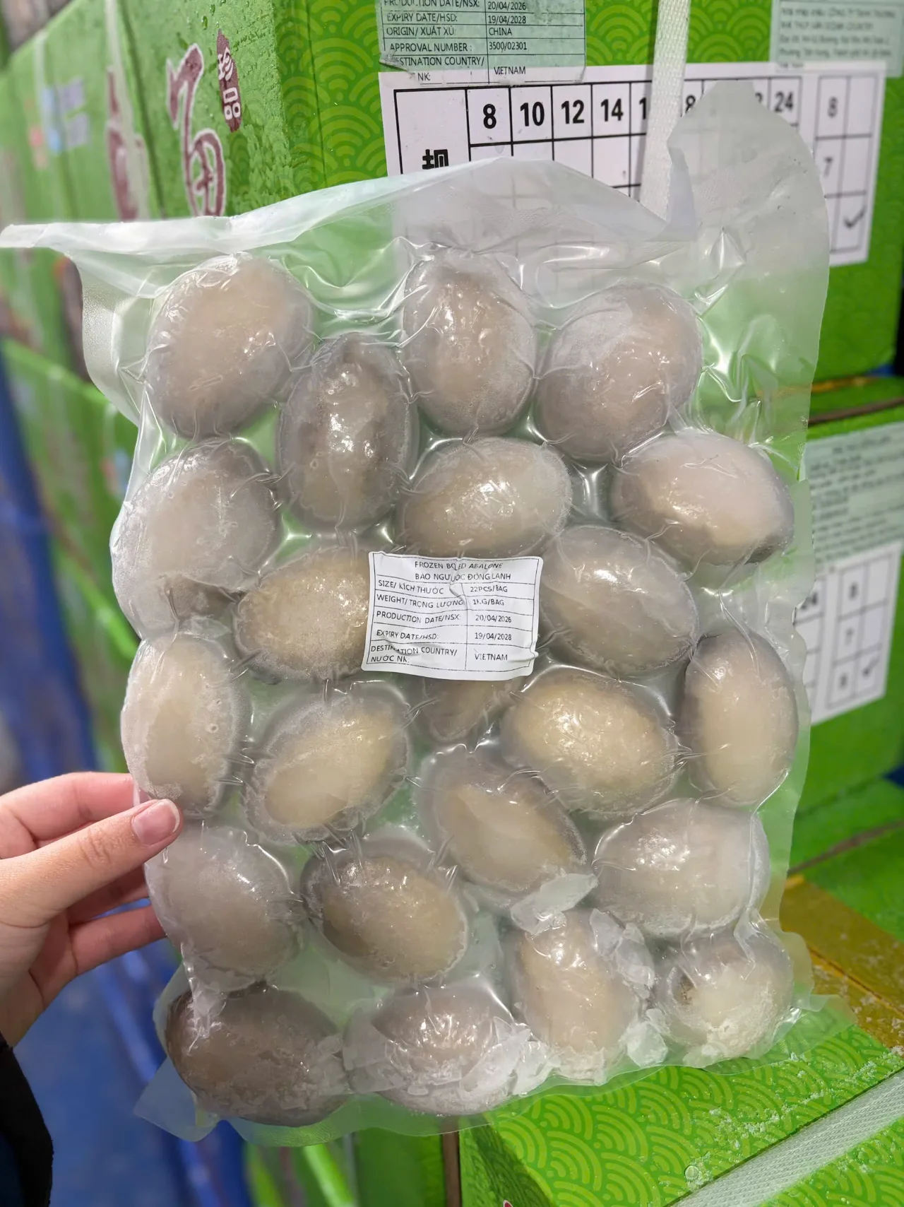 Bào Ngư Thùng Xanh Lá - hình 1