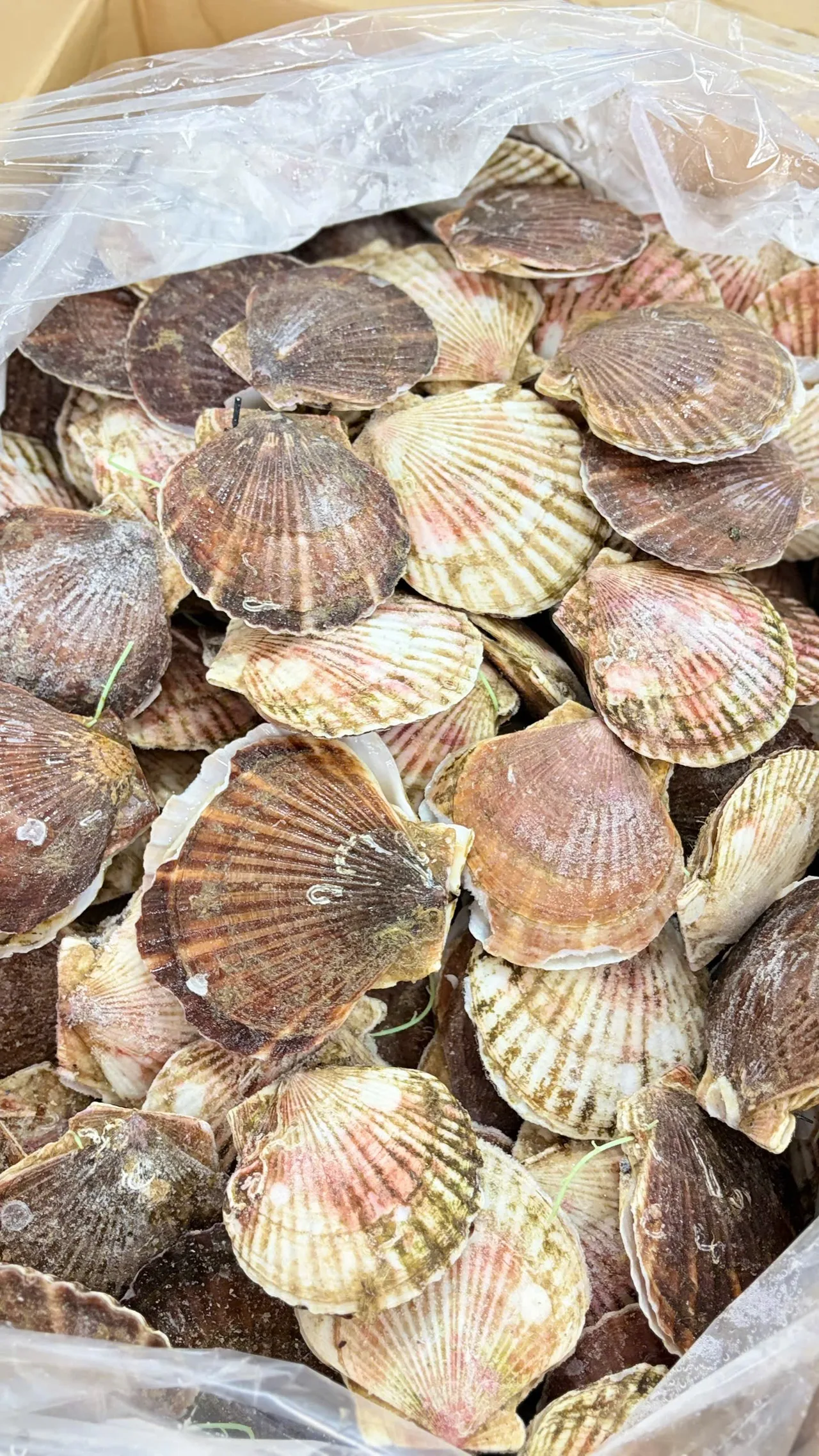 Sò Điệp Nhật Nguyên Con - hình 4