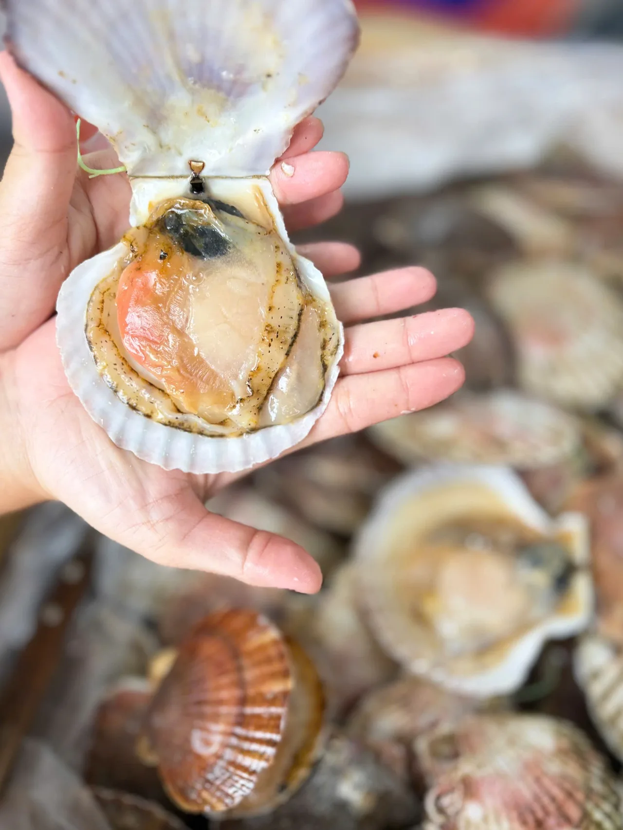 Sò Điệp Nhật Nguyên Con - hình 5