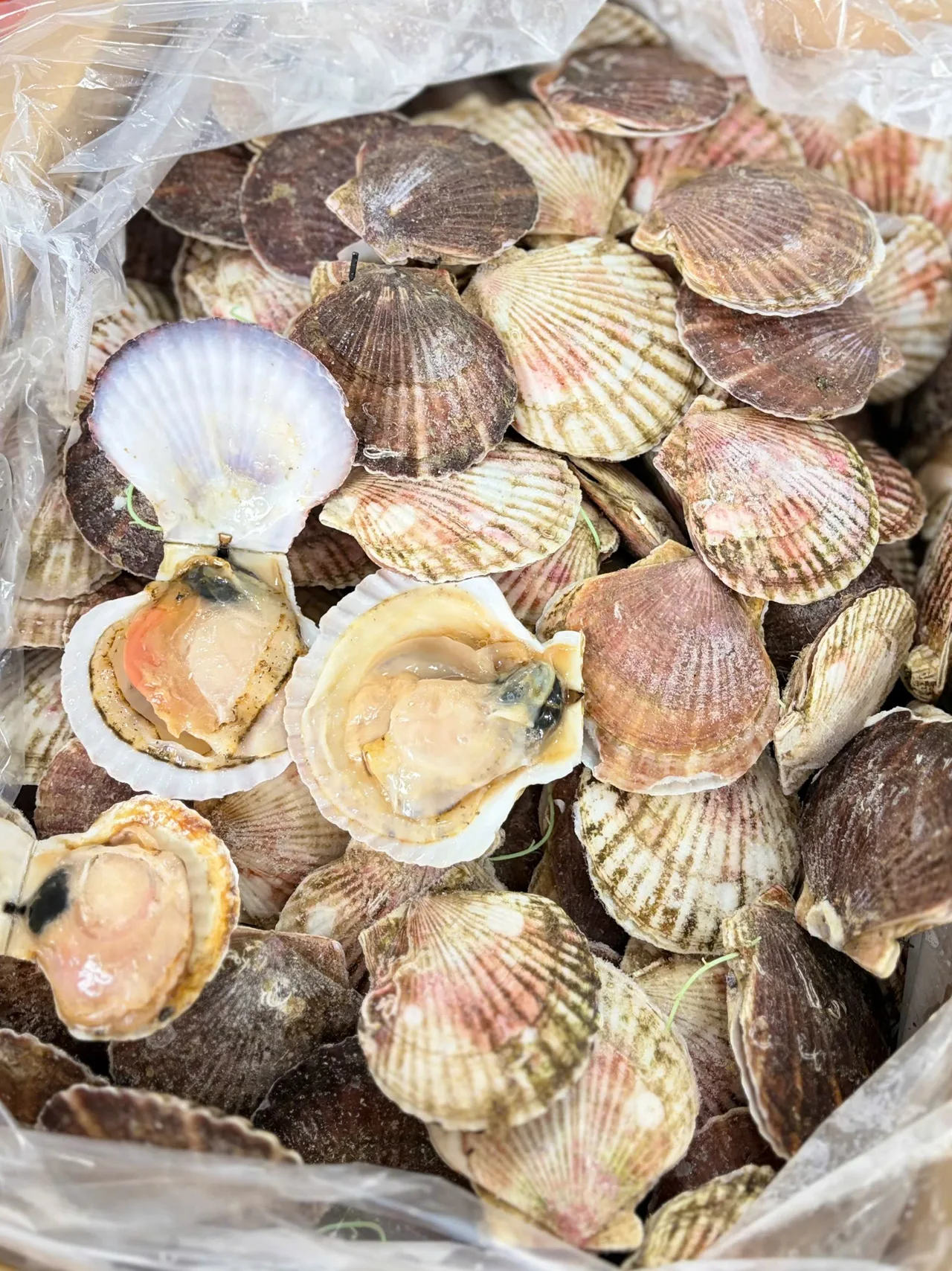 Sò Điệp Nhật Nguyên Con - hình 6