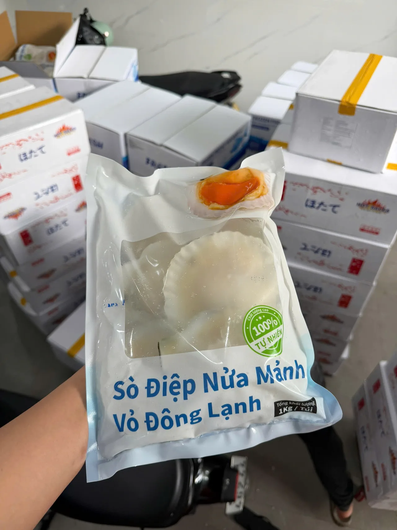 Sò Điệp Nhật 1 Mảnh